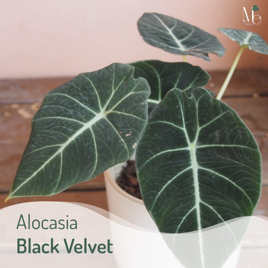 ต้นมังกรกำมะหยี่ (Alocasia Black Velvet)