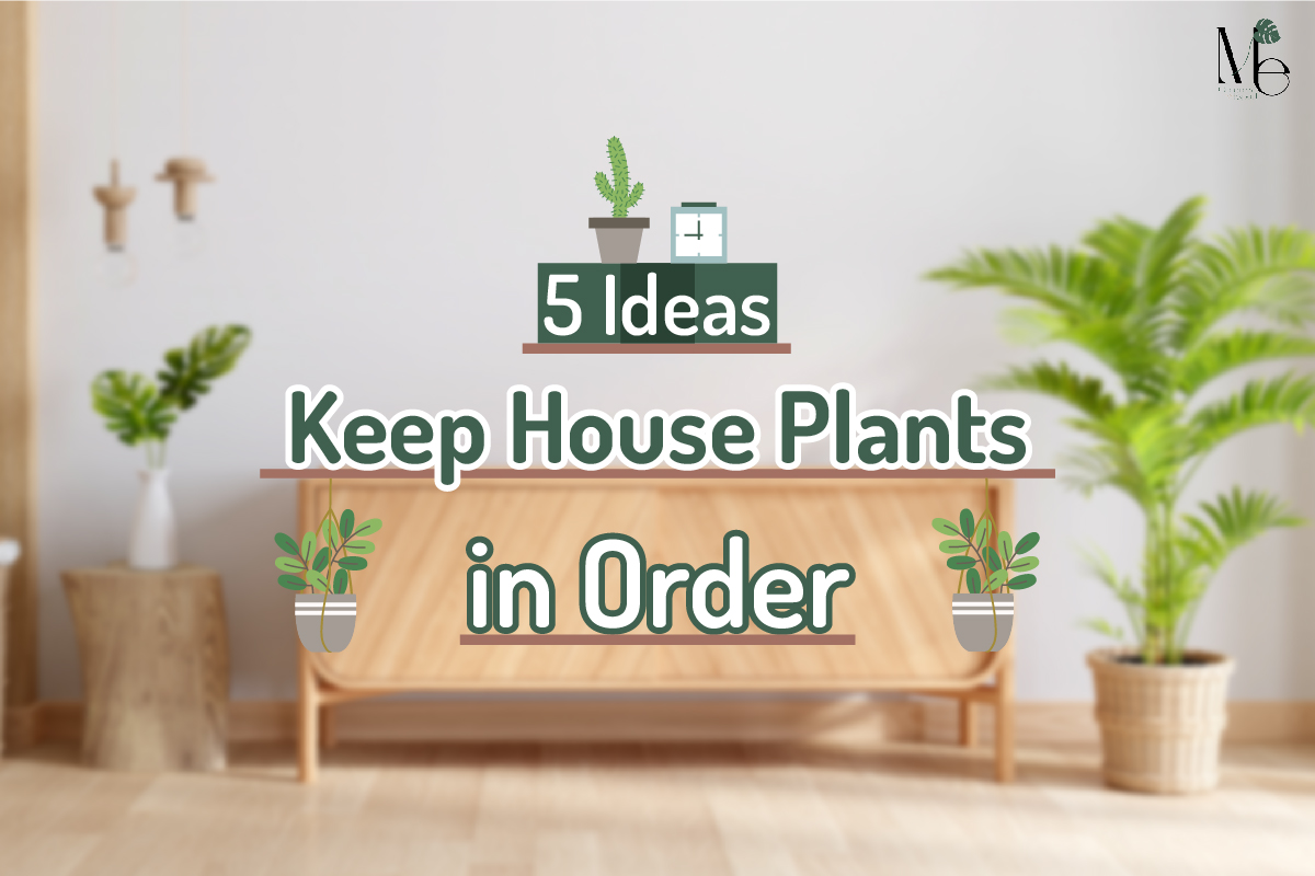 5 Ideas Keep House Plants in Order