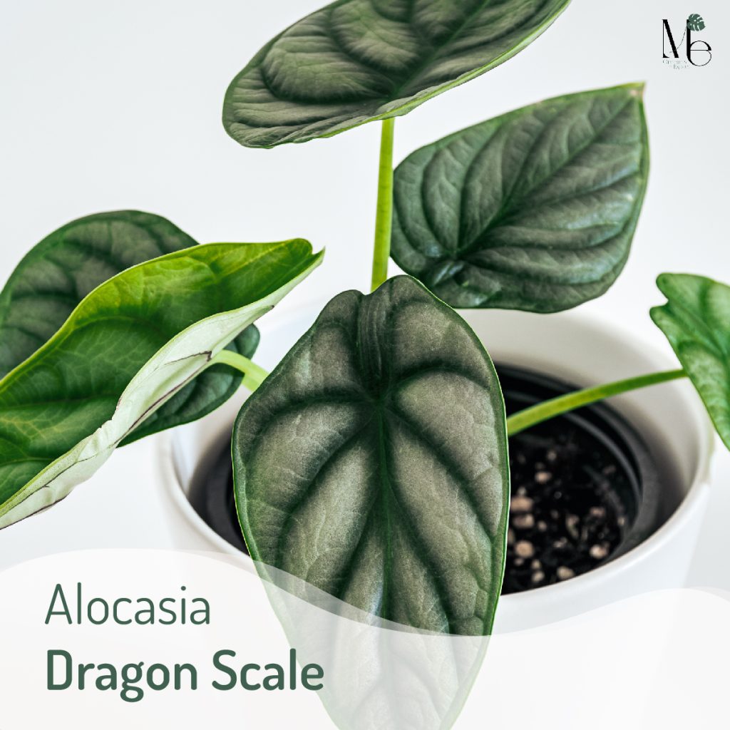 ต้นเกล็ดมังกร (Alocasia Dragon Scale)