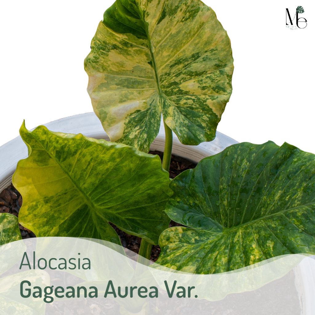 บอนหูช้างด่างเหลือง (Alocasia Gageana Aurea Var.)