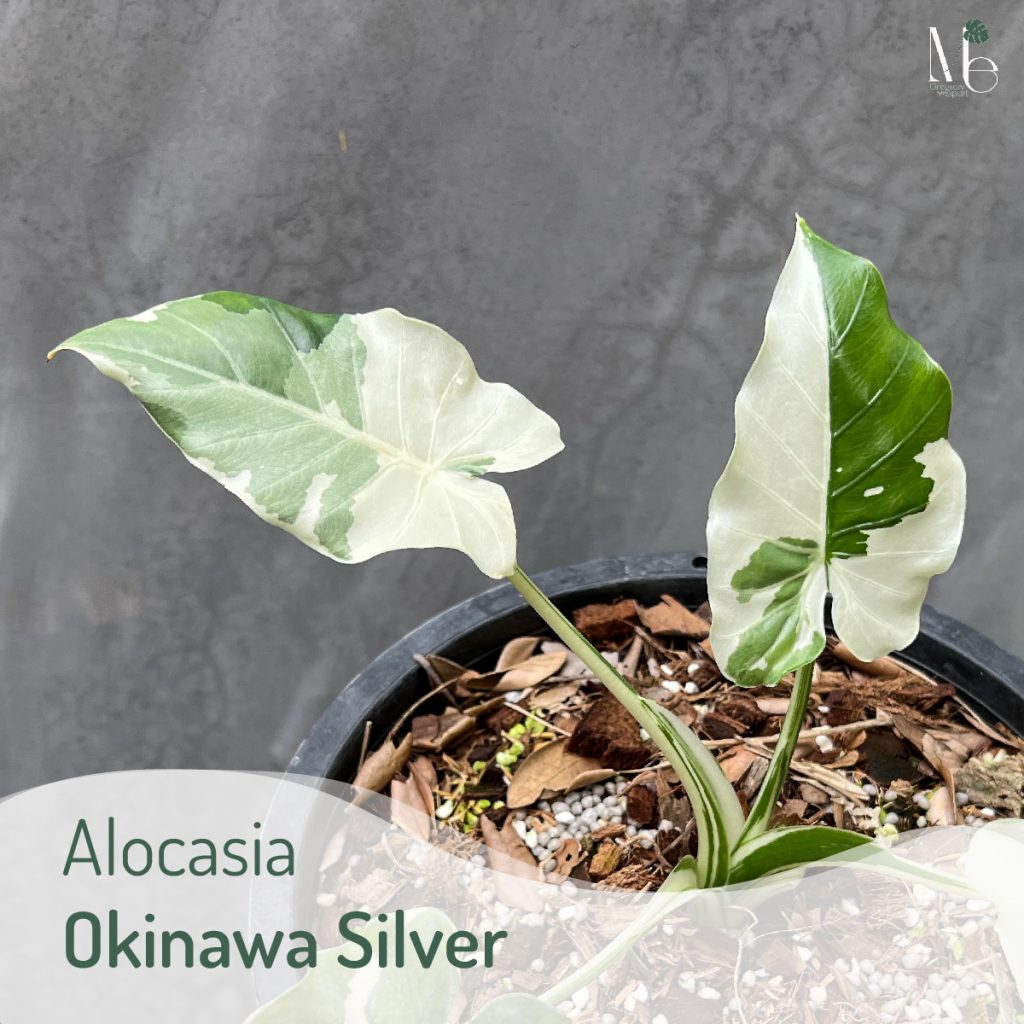 Alocasia Okinawa Sliver