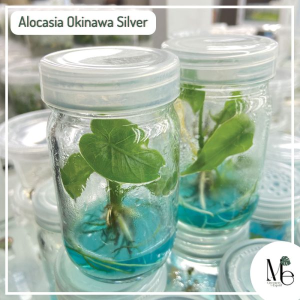 Alocasia Okinawa Tissue Culture