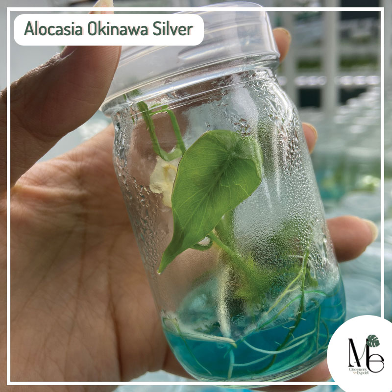Alocasia Okinawa Tissue Culture