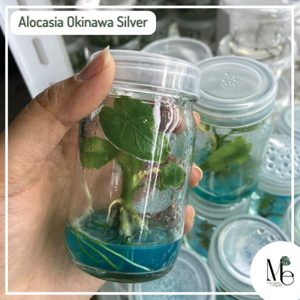 Alocasia Okinawa Tissue Culture