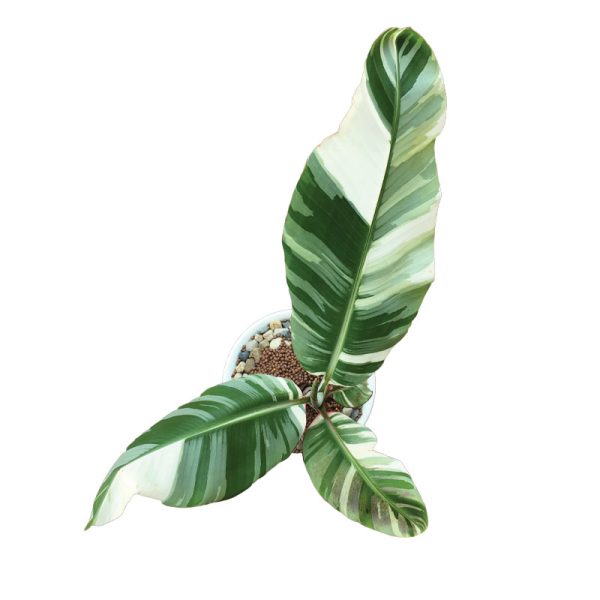 Musa Florida 100% Variegated (TC) - M.E. Greenery Export