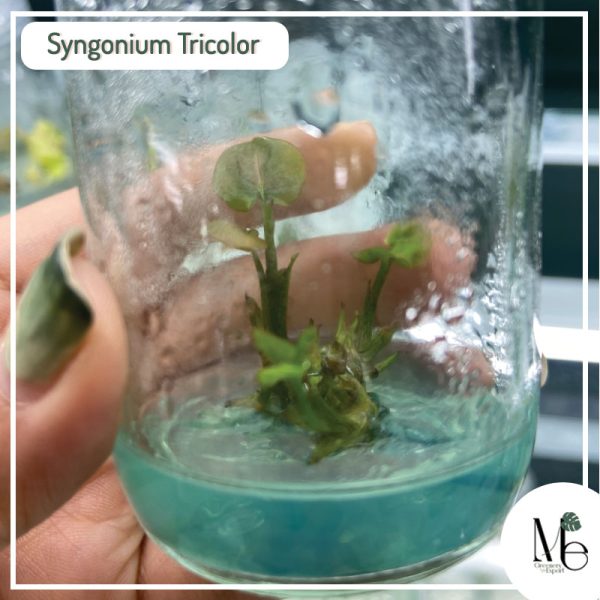 Synonium Tricolor Tissue Culture