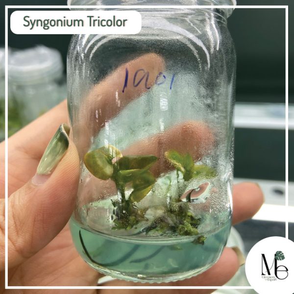 Synonium Tricolor Tissue Culture