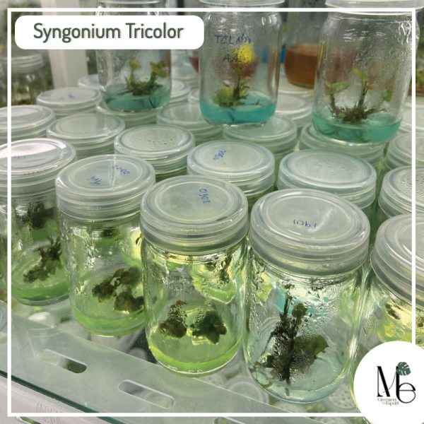 Synonium Tricolor Tissue Culture