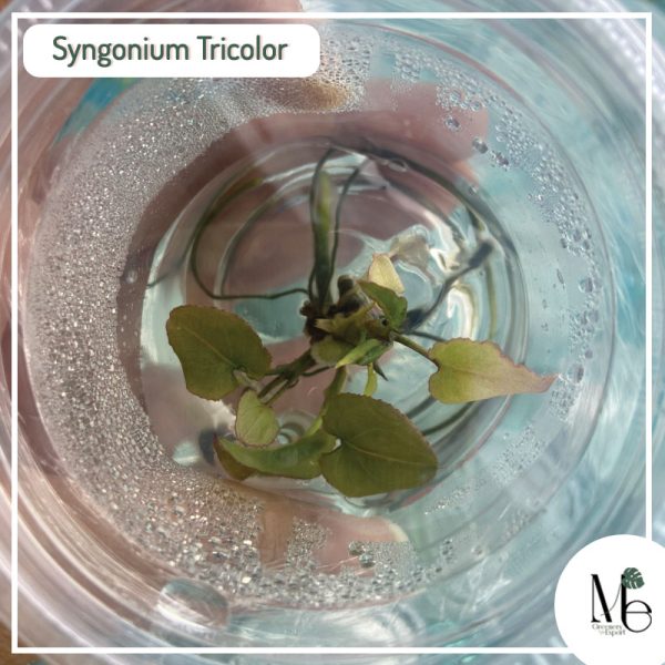 Synonium Tricolor Tissue Culture