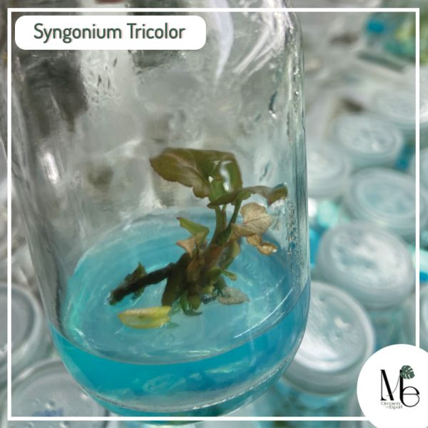 Synonium Tricolor Tissue Culture