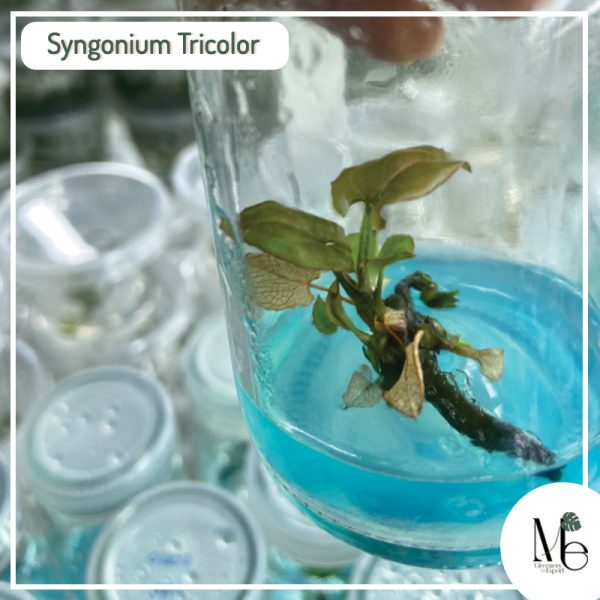 Synonium Tricolor Tissue Culture