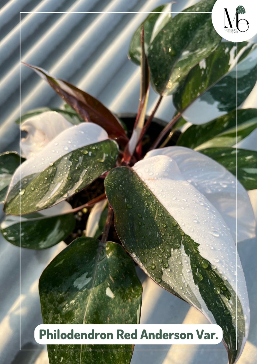 Philodendron Red Anderson - M.E. Greenery Export
