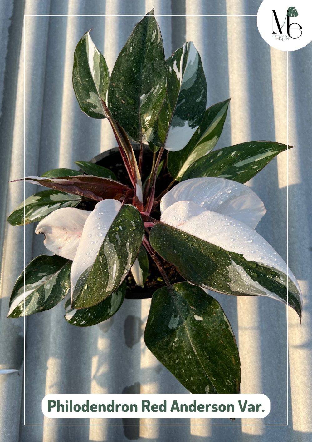 Philodendron Red Anderson - M.E. Greenery Export