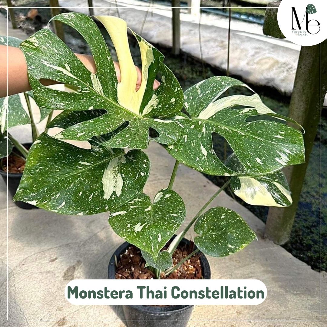 Monstera Thai Constellation Plant - 4 Houseplant