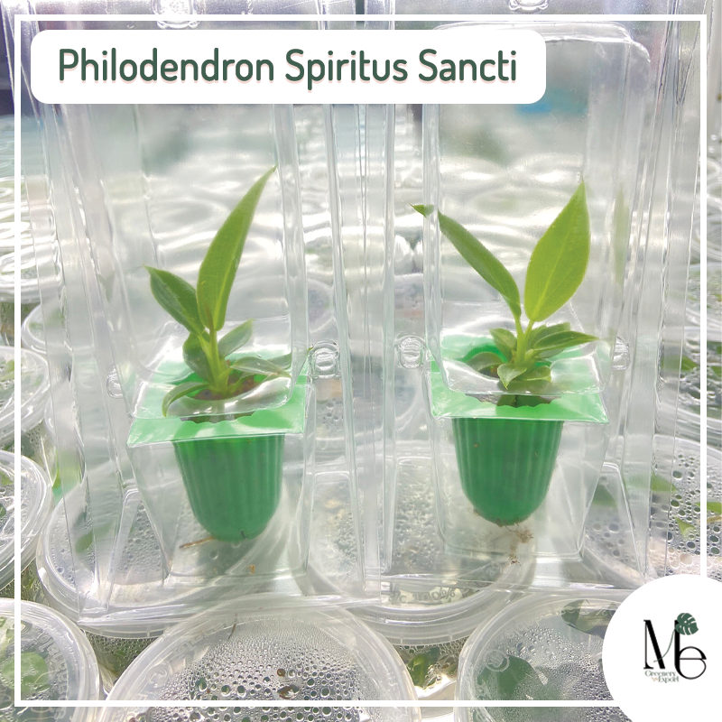 Philodendron Spiritus Sancti tissue culture
