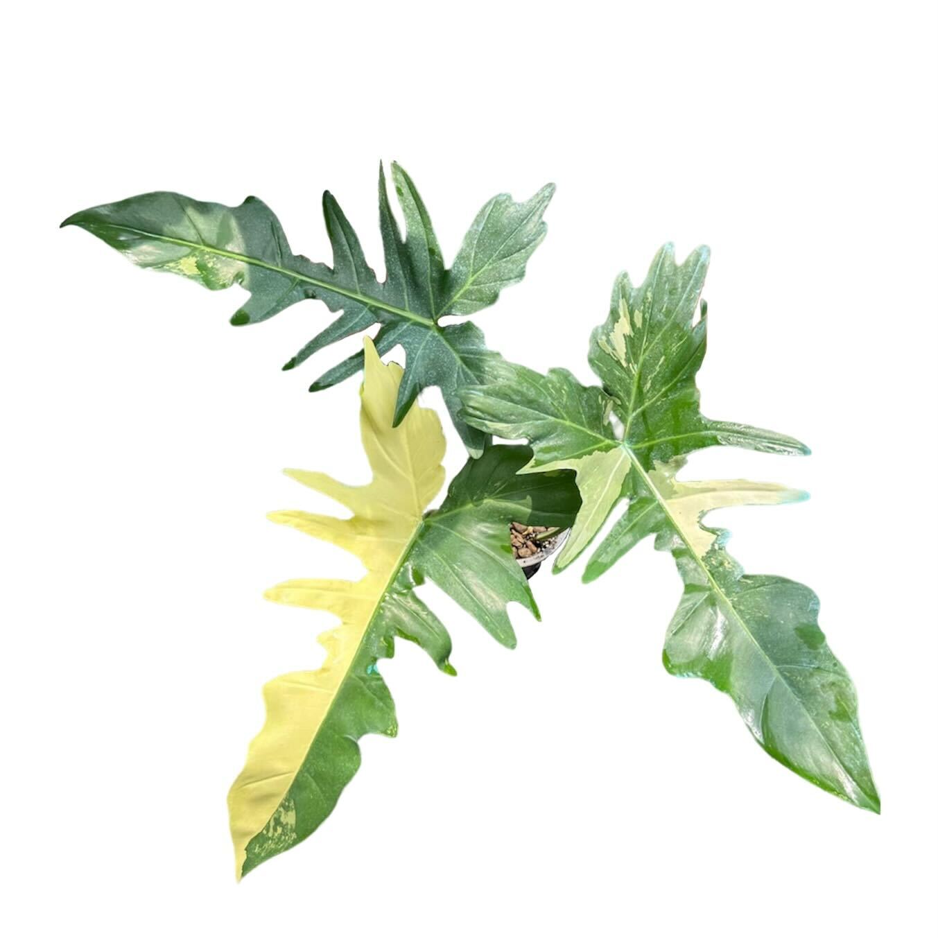 Philodendron Golden Dragon Variegated