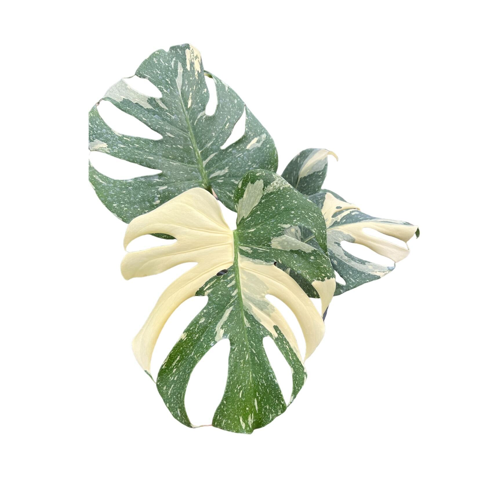 Monstera 'Thai Constellation