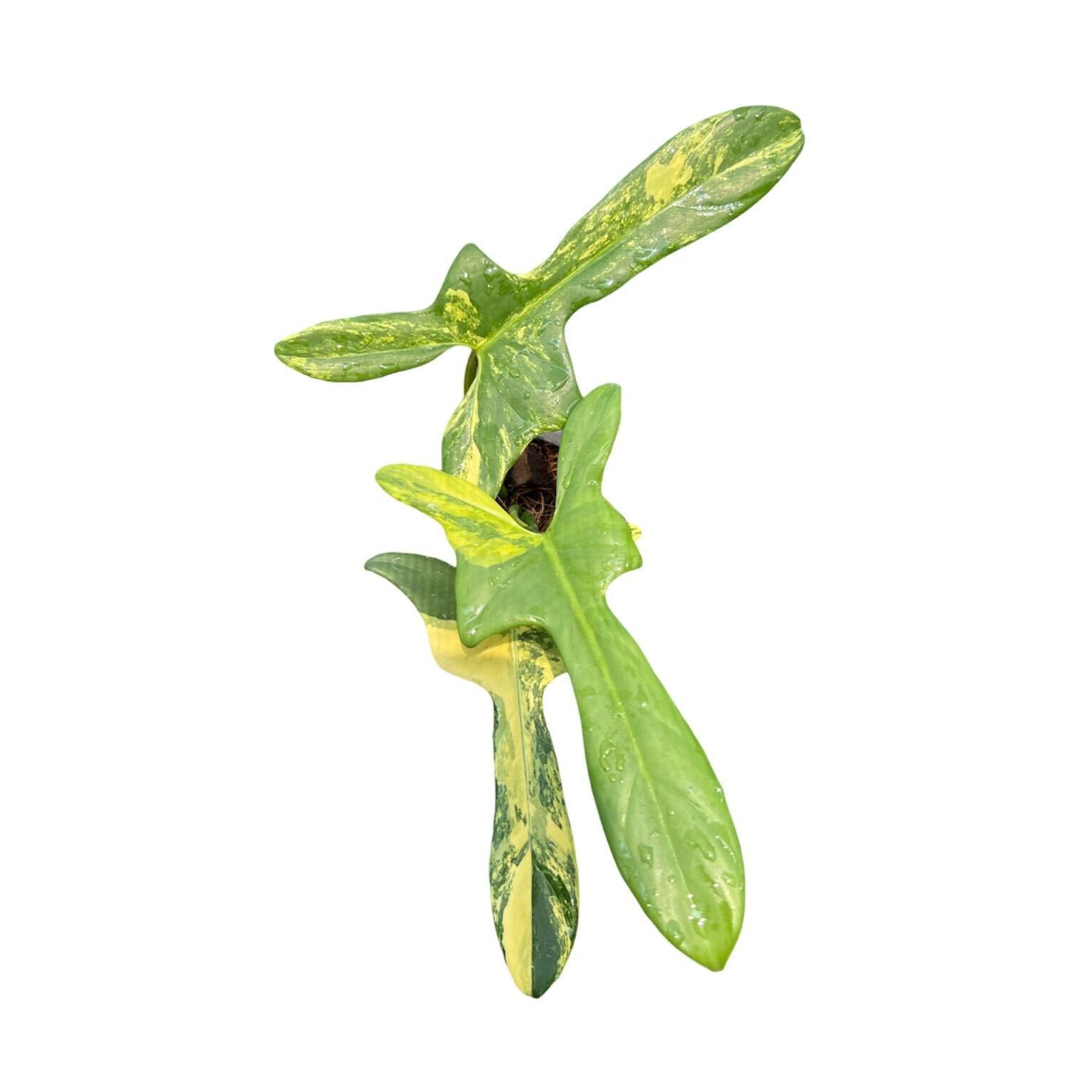 Philodendron Violin Variegated