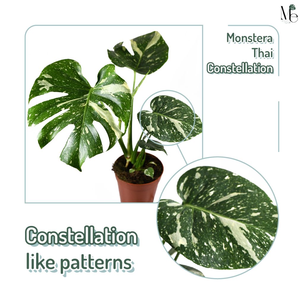 Monstera Thai constellation