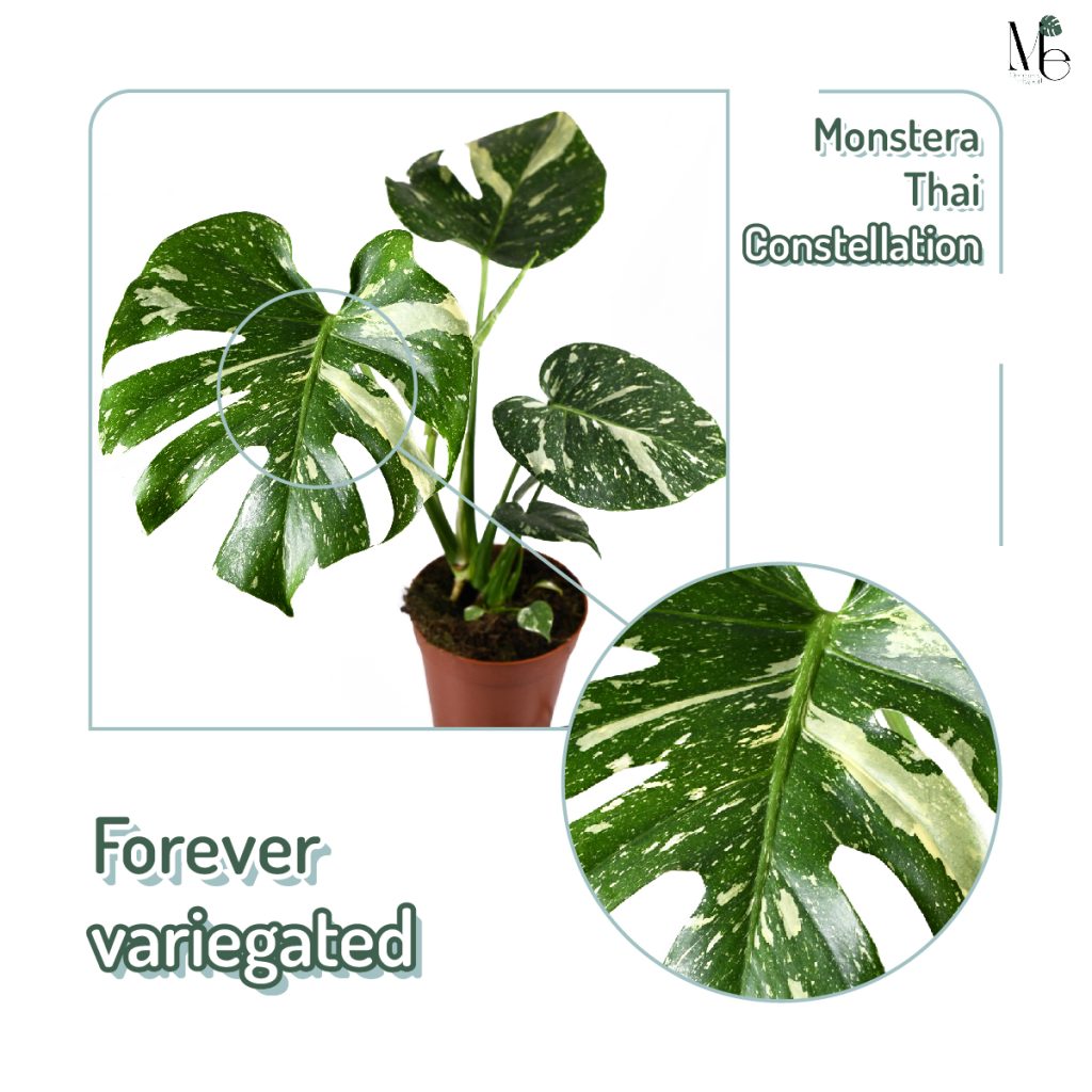 Monstera Thai constellation