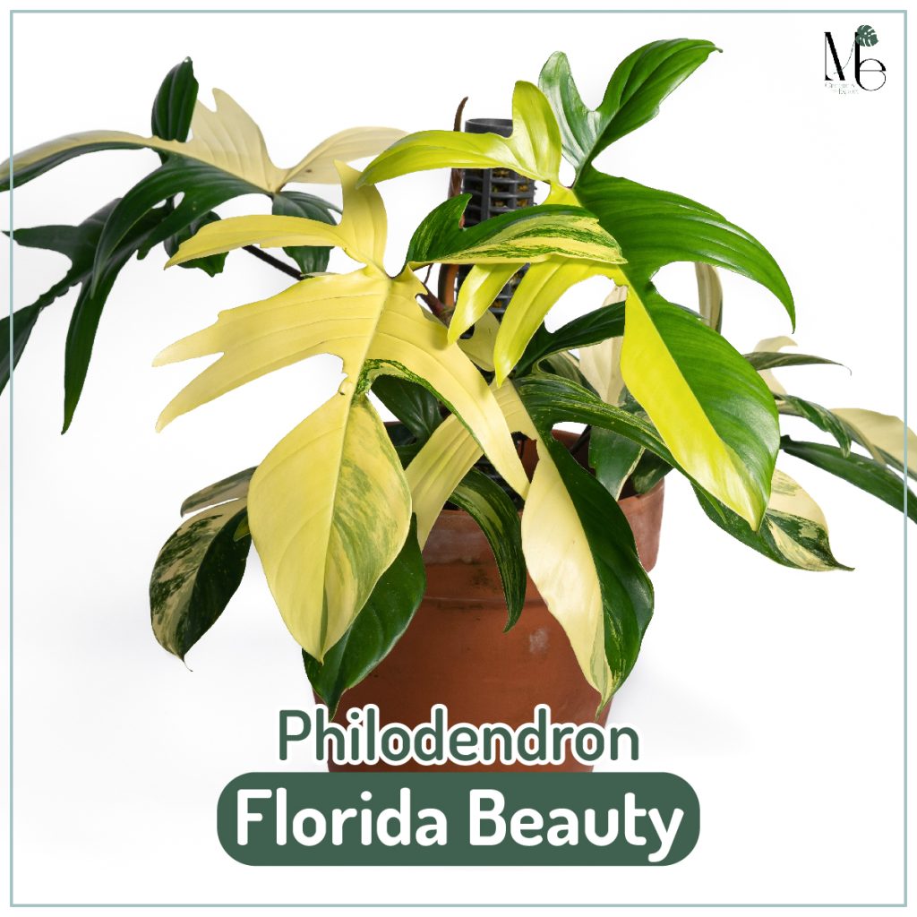 ฟิโลเดนดรอนก้ามกุ้ง (Philodendron Florida Beauty)