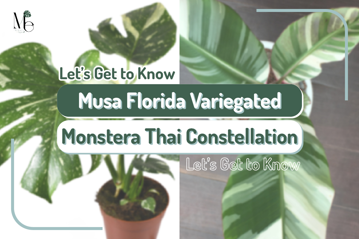 Musa Florida variegated Monstera Thai constellation
