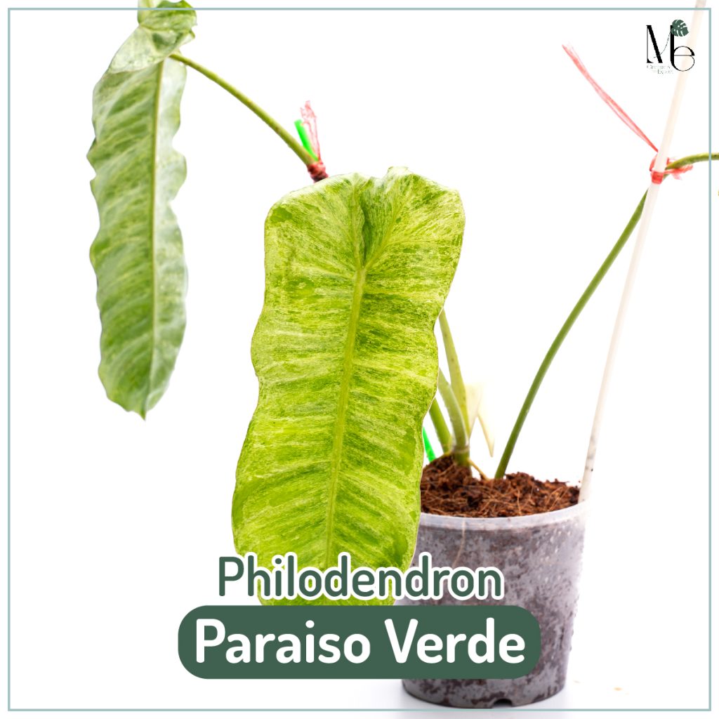 ฟิโลเดนดรอนพาไรโซ่ (Philodendron Paraiso Verde)