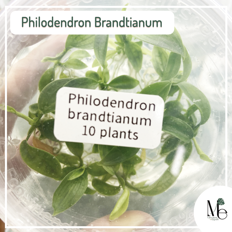 Philodendron Brandtianum TC