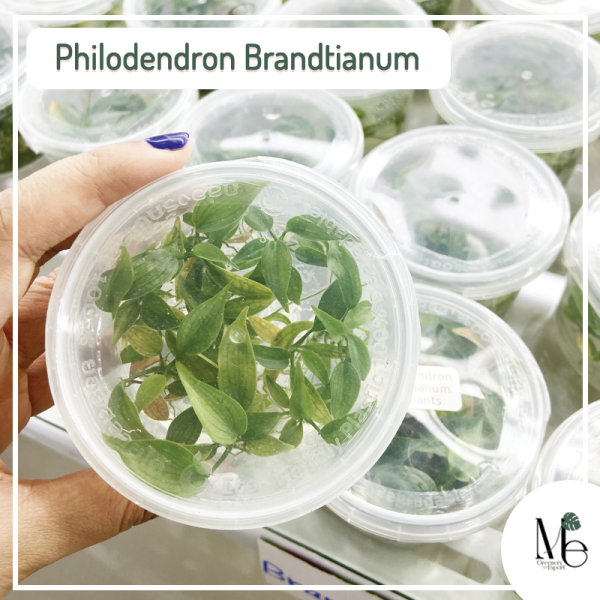 Philodendron Brandtianum TC