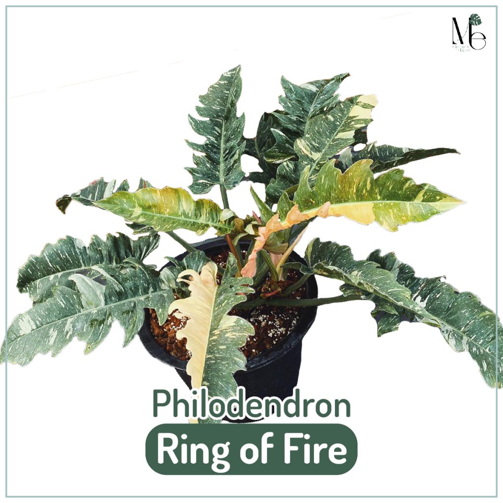 ฟิโลเดนดรอนใบเลื่อย (Philodendron Ring of Fire)
