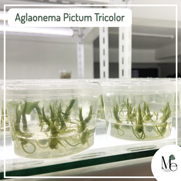Aglaonema Pictum Tricolor Tissue culture