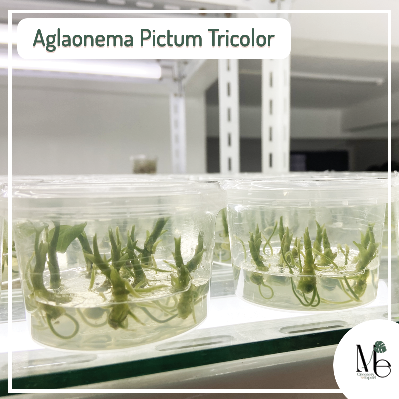 Aglaonema Pictum Tricolor Tissue culture