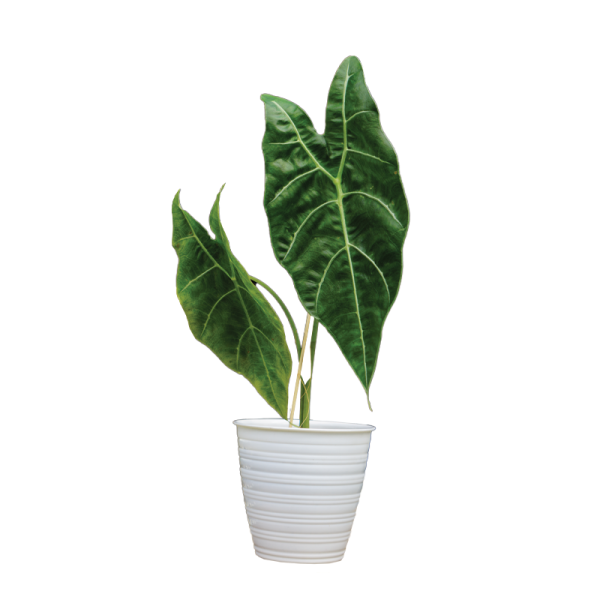 Alocasia Watsoniana (TC)