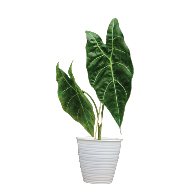 Alocasia Watsoniana tissue culture