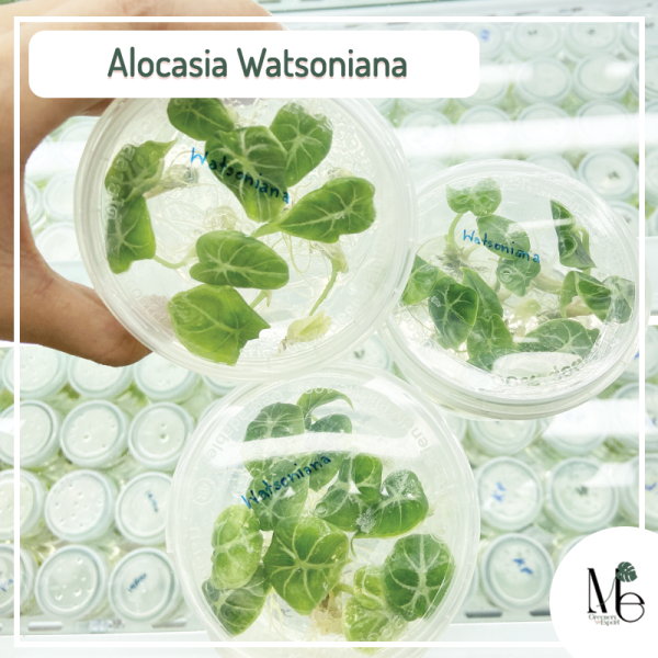 Alocasia Watsoniana tissue culture