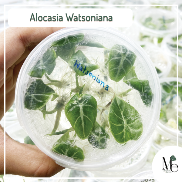 Alocasia Watsoniana tissue culture