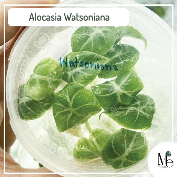 Alocasia Watsoniana tissue culture