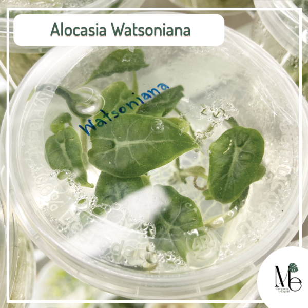 Alocasia Watsoniana tissue culture