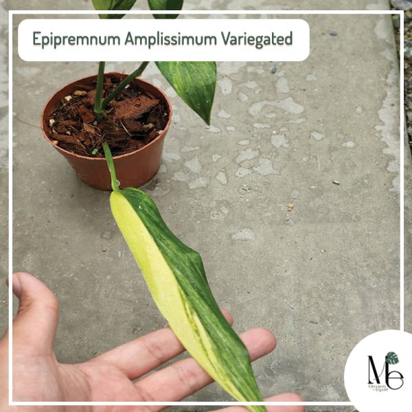 Epipremnum amplissimum variegated