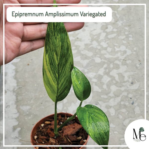 Epipremnum amplissimum variegated