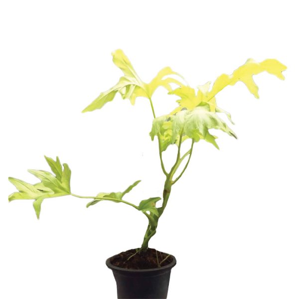 Philodendron Bipinnatifidum Gold (TC)