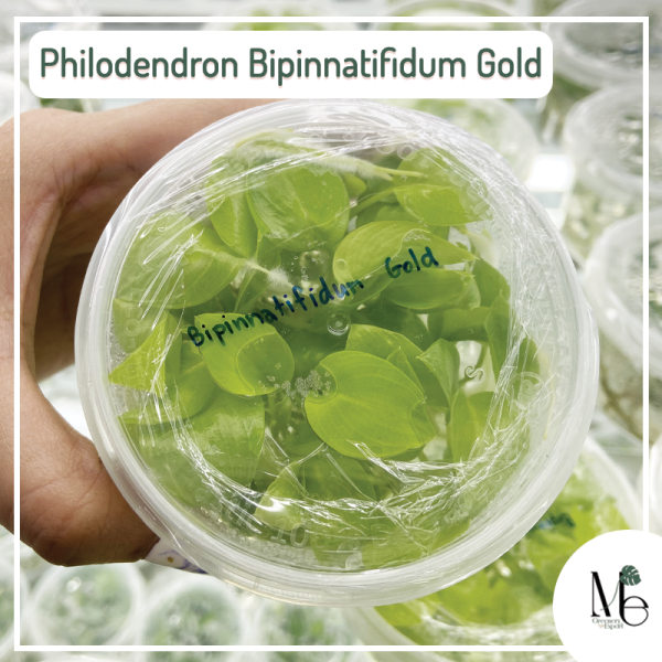 Philodendron Bipinnatifidum Gold tissue culture