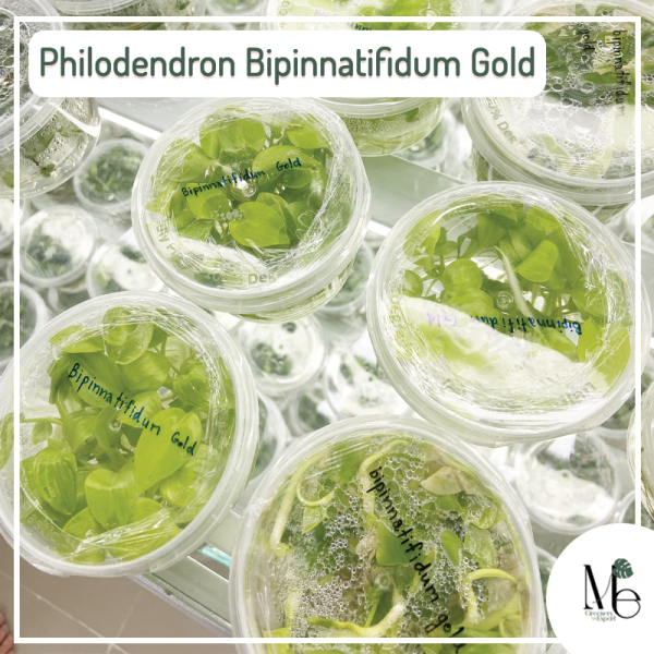 Philodendron Bipinnatifidum Gold tissue culture