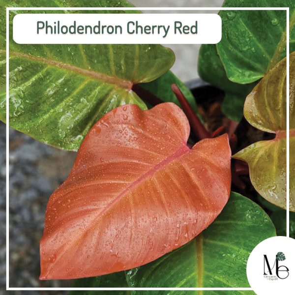 Philodendron Cherry Red