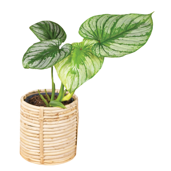 Philodendron Mamei (TC)