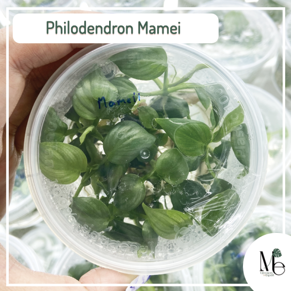 Philodendron Mamei Tissue Culture