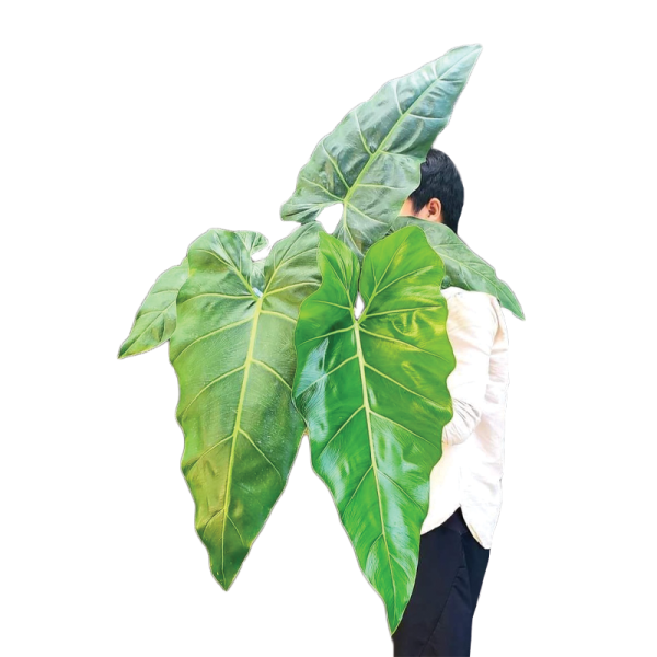 Philodendron Maximum (TC)