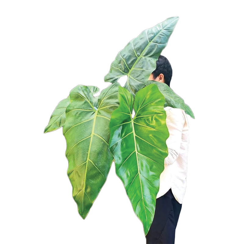 Philodendron Maximum