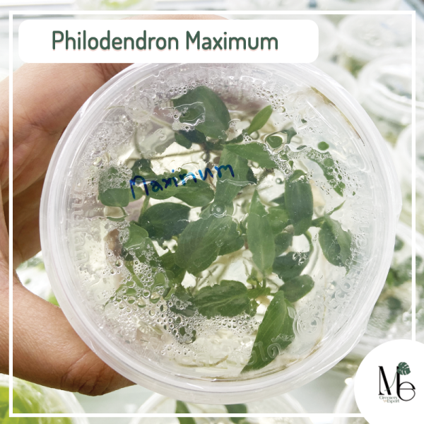 Philodendron Maximum Tissue culture