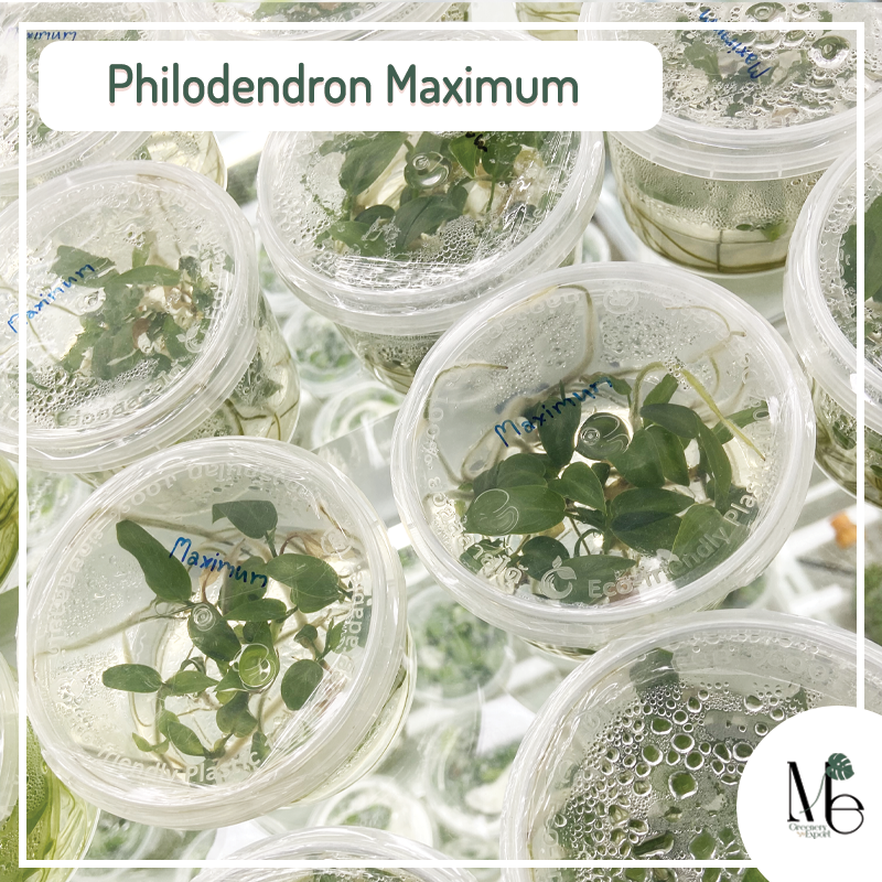 Philodendron Maximum Tissue culture